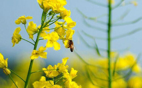 油菜花
