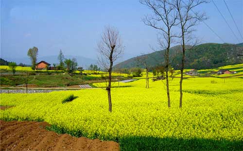 汉中油菜花