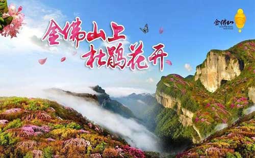金佛山杜鹃花