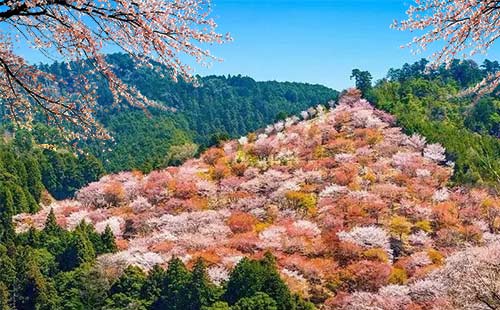 奈良公园