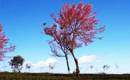 无量山樱花谷