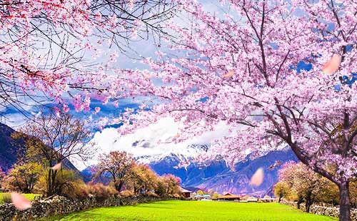 西藏林芝桃花沟