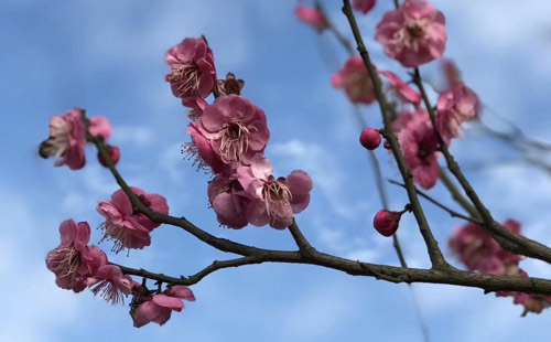 樱花1