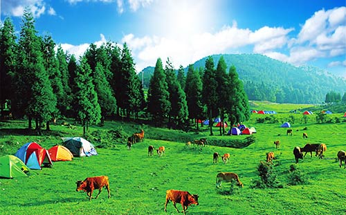黄水千野草场2