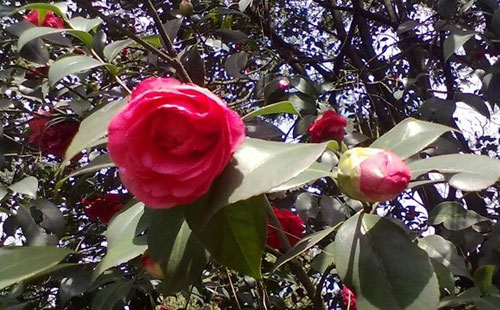 重庆山茶花