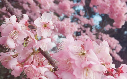 樱花