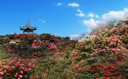 毕节百里杜鹃