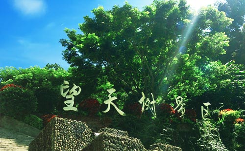 望天树景区