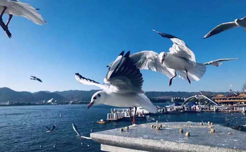 昆明翠湖公园1